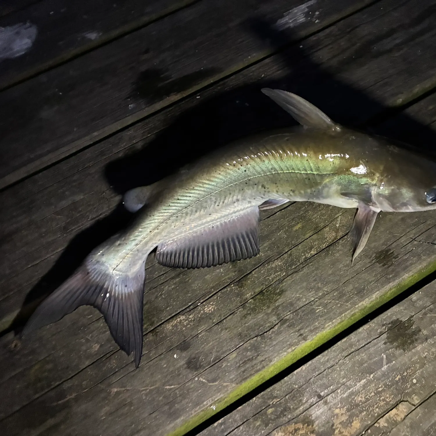 Channel catfish caught on Fishbrain