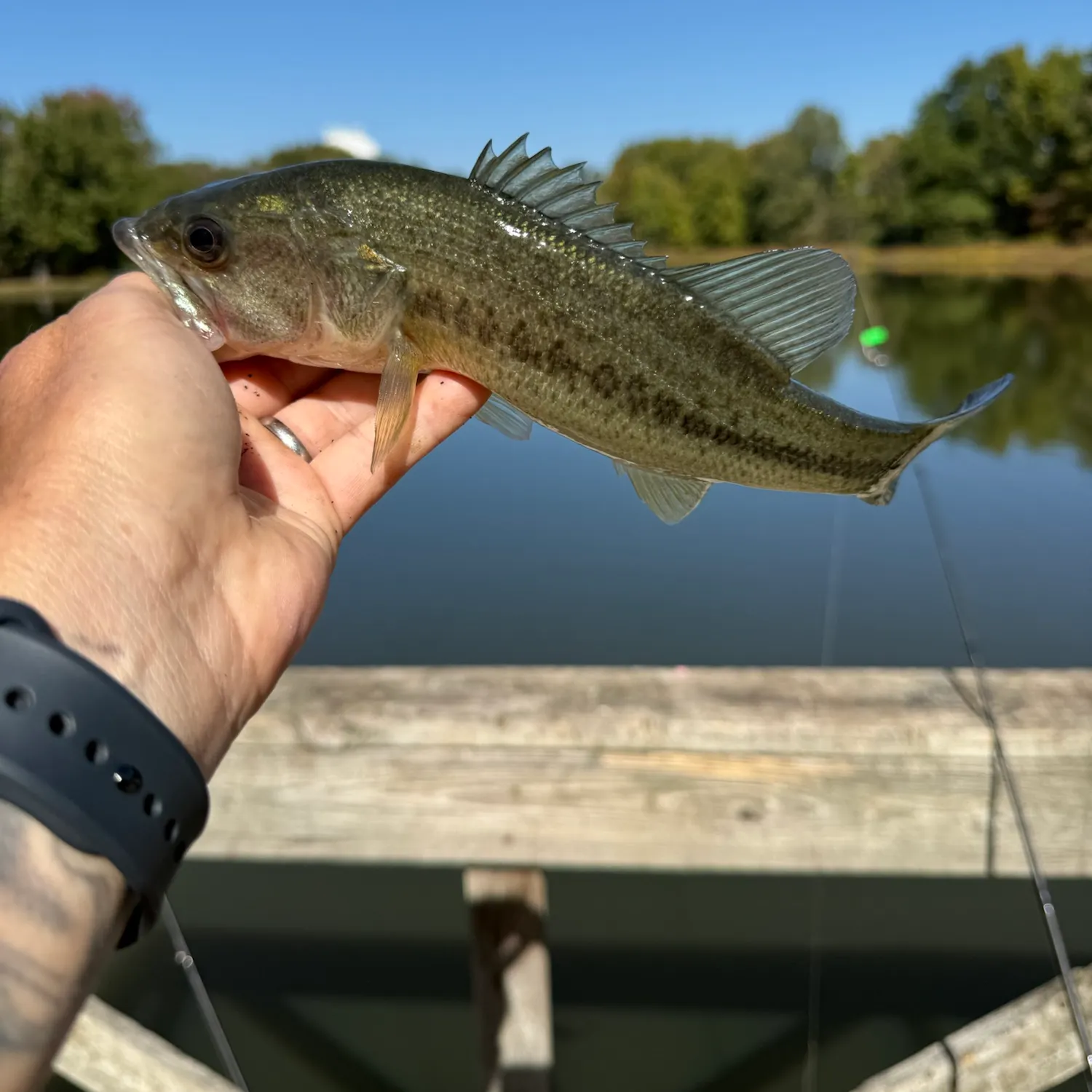 Largemouth bass caught on Fishbrain