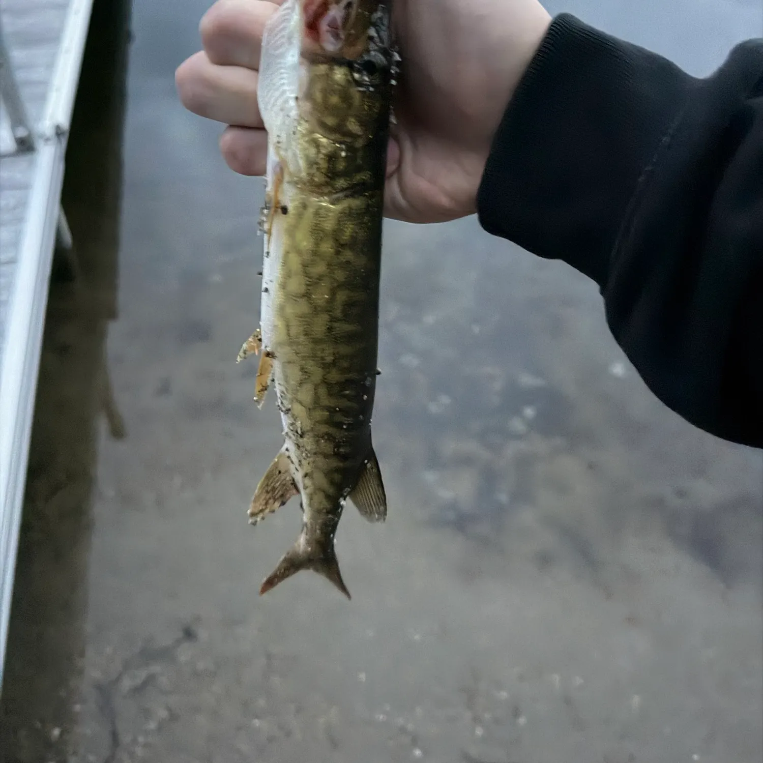 Chain pickerel caught on Fishbrain