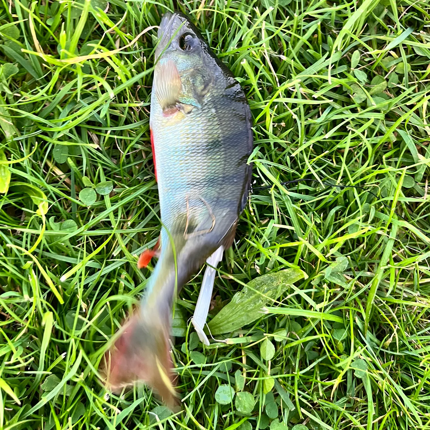 European perch caught on Fishbrain
