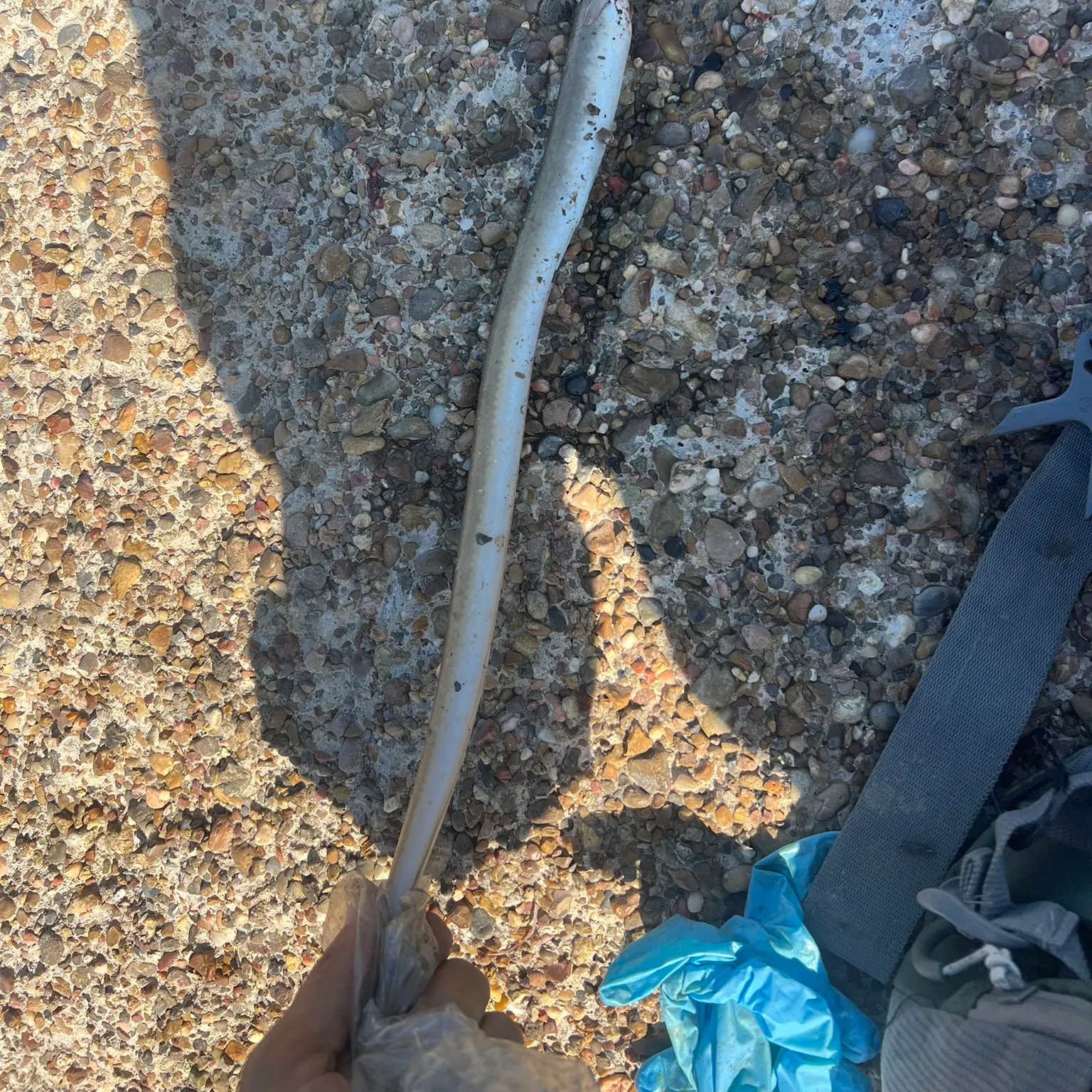 The most recent Shrimp eel catches on Fishbrain