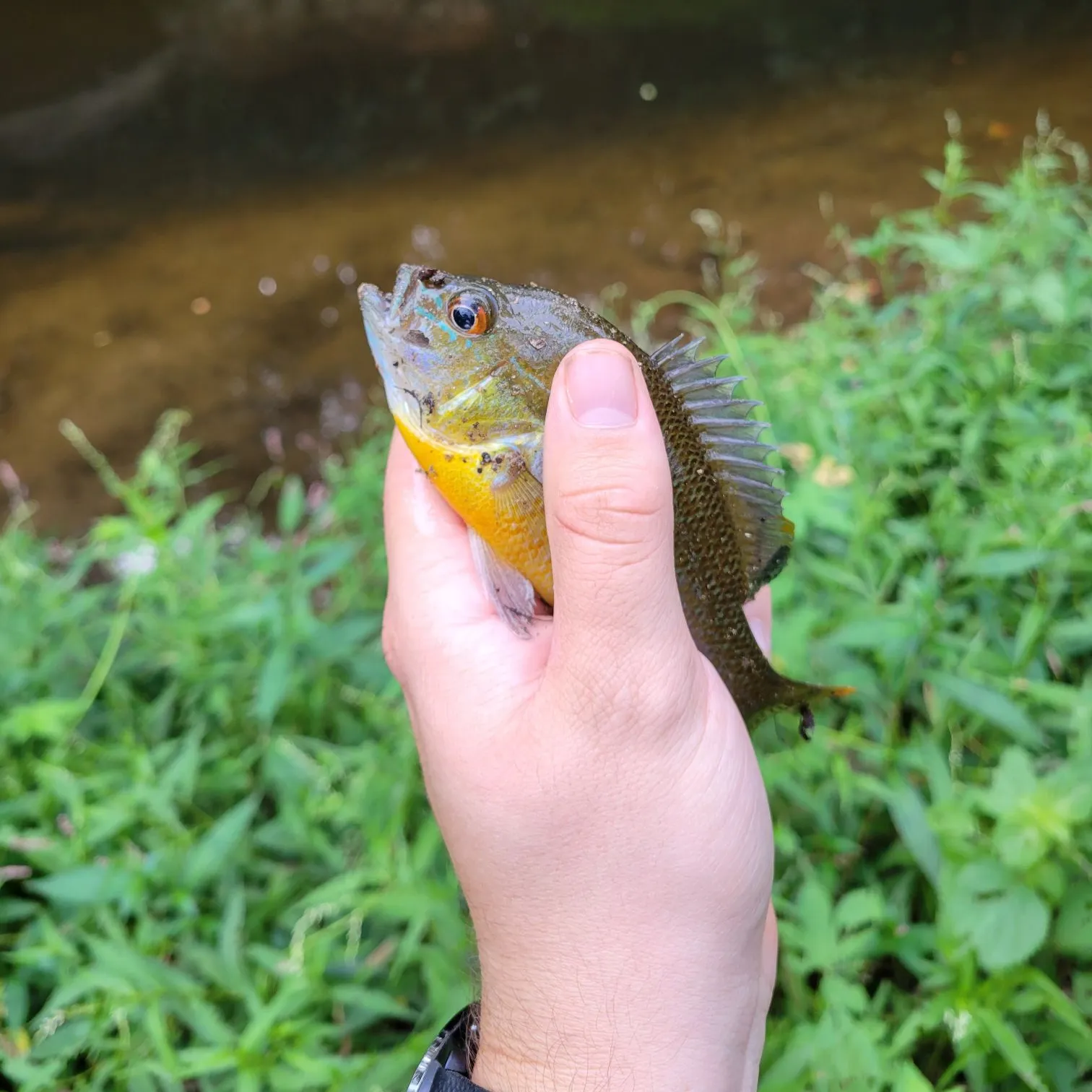 Redbreast sunfish caught on Fishbrain