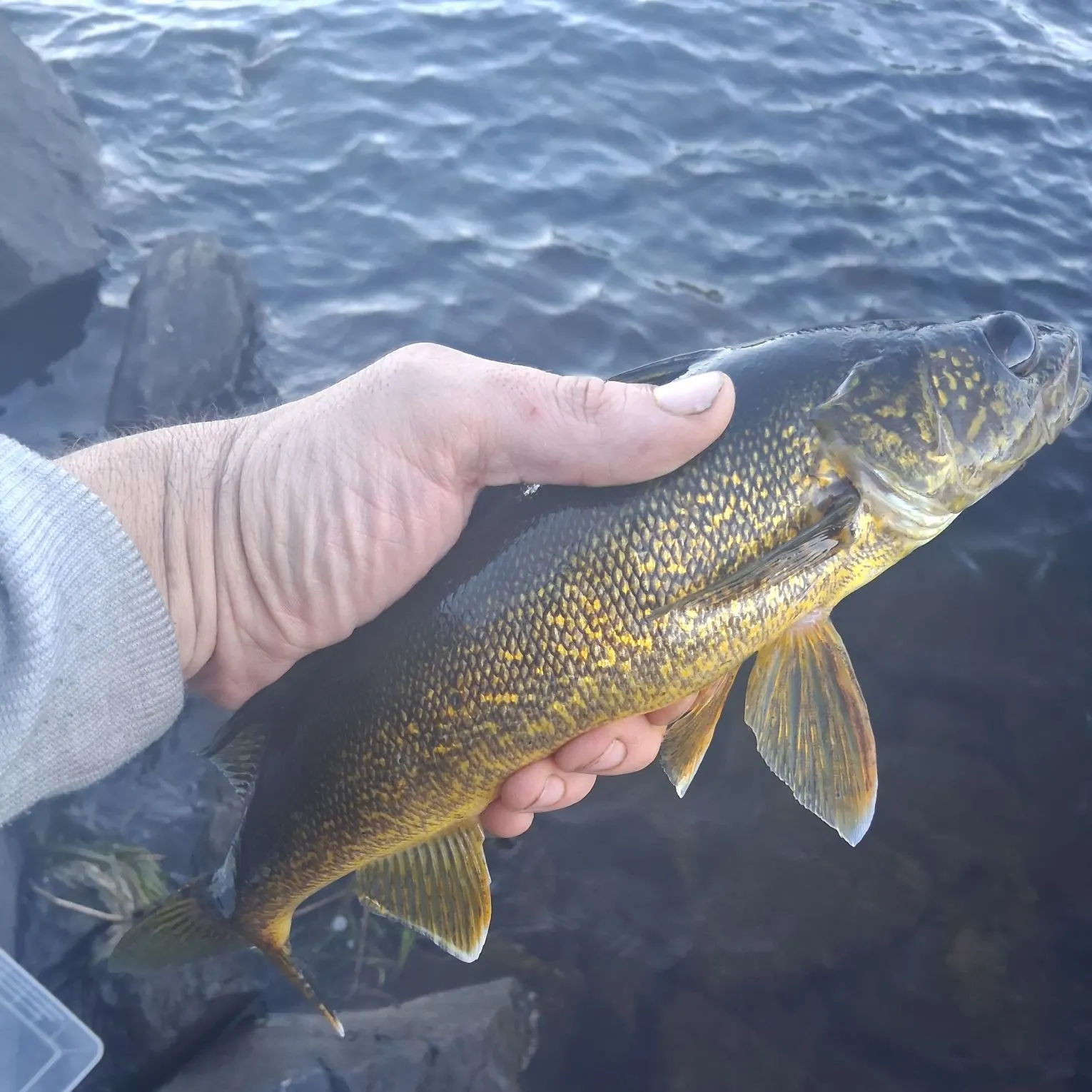 Walleye caught on Fishbrain