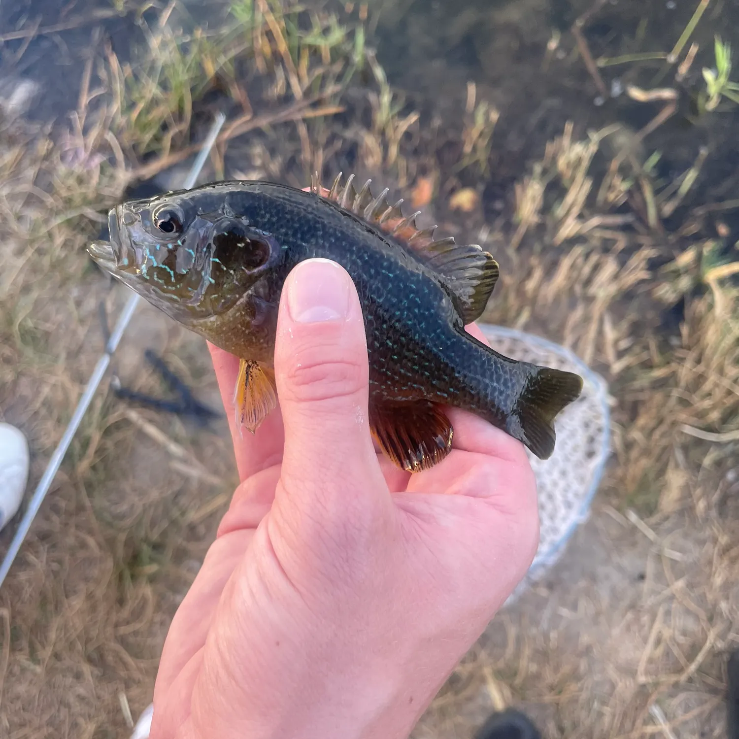 The most recent Green sunfish catches on Fishbrain
