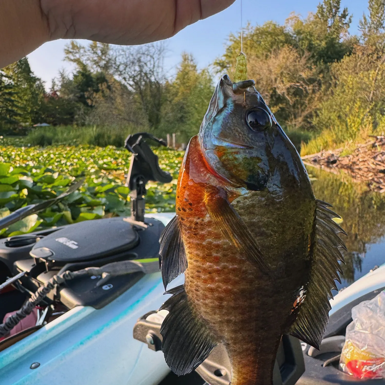 Bluegill caught on Fishbrain