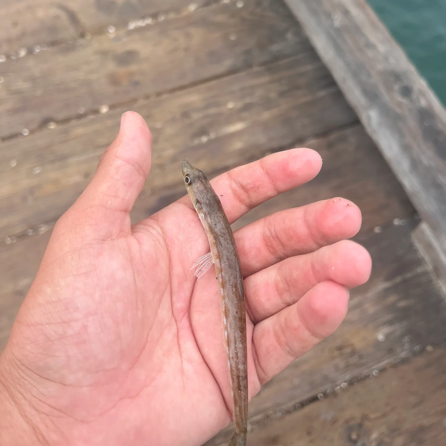 The most recent Inshore lizardfish catches on Fishbrain