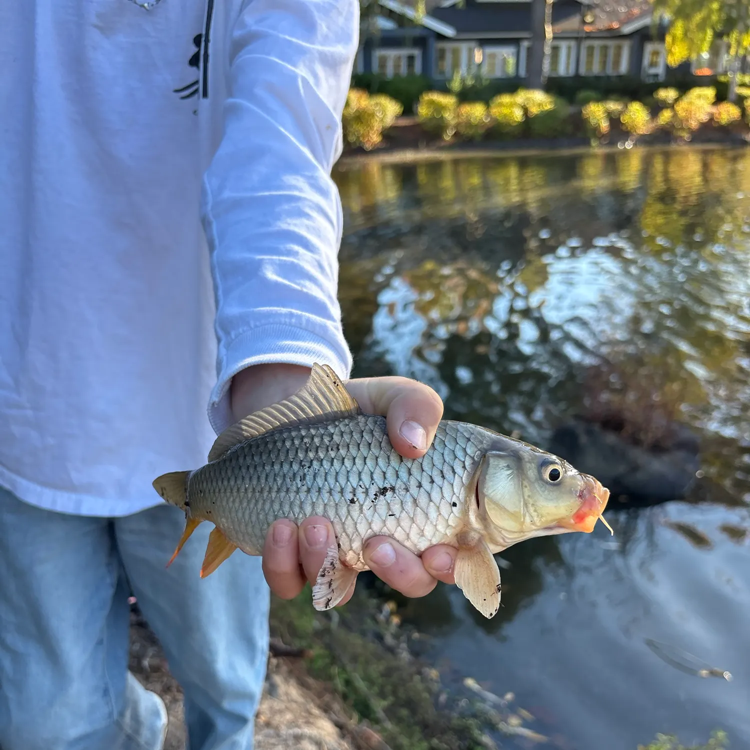 Common carp caught on Fishbrain