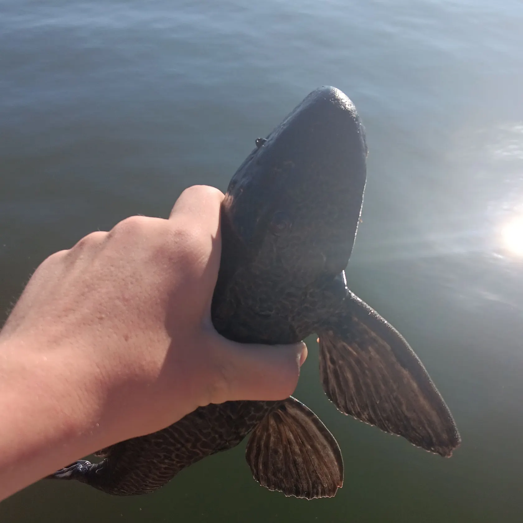 The most recent Orinoco sailfin catfish catches on Fishbrain