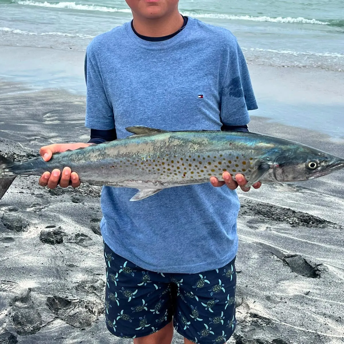 The most recent Spanish mackerel catches on Fishbrain