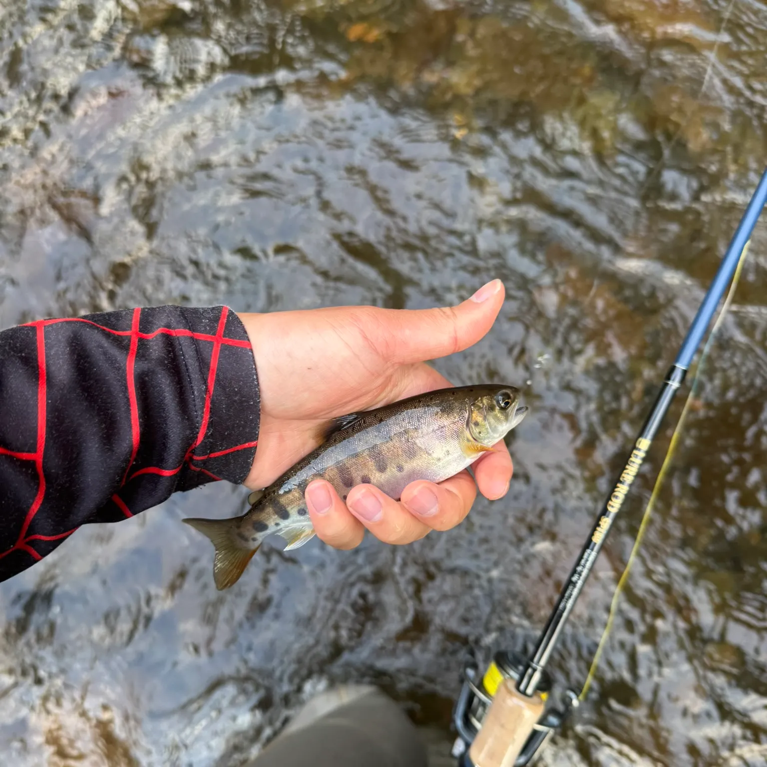 The most recent Cherry salmon catches on Fishbrain