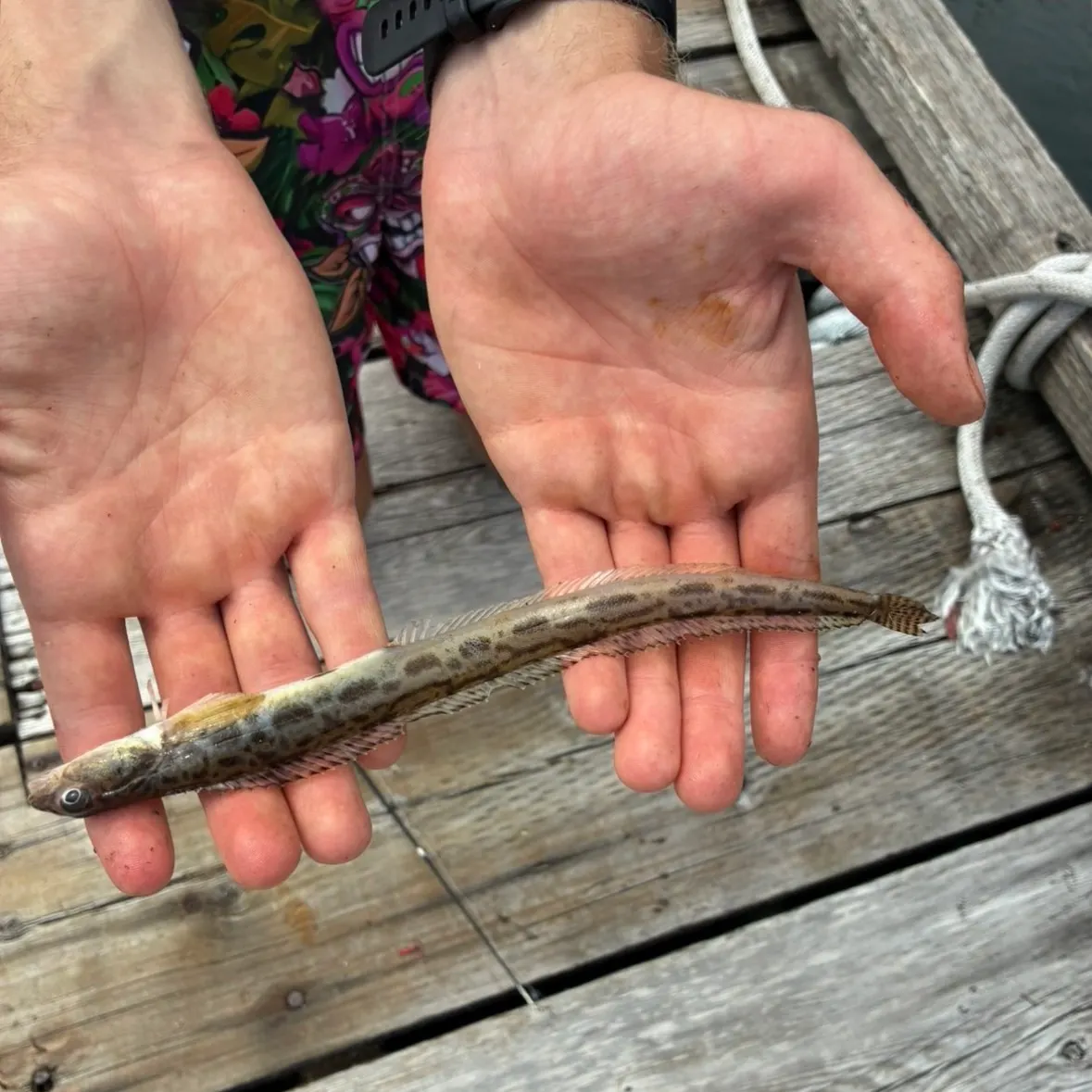 The most recent Snake prickleback catches on Fishbrain