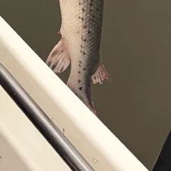 Longnose gar caught on Fishbrain