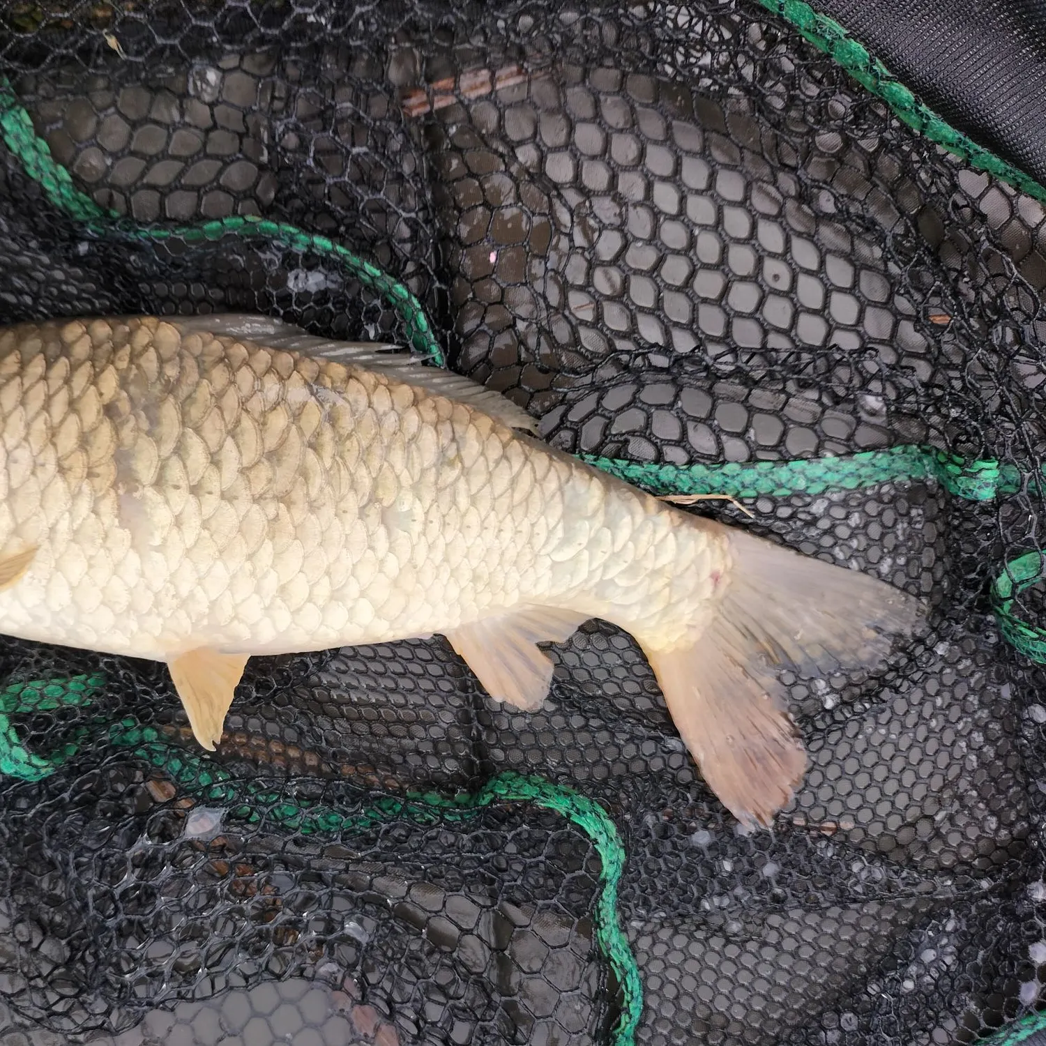 most liked catch image