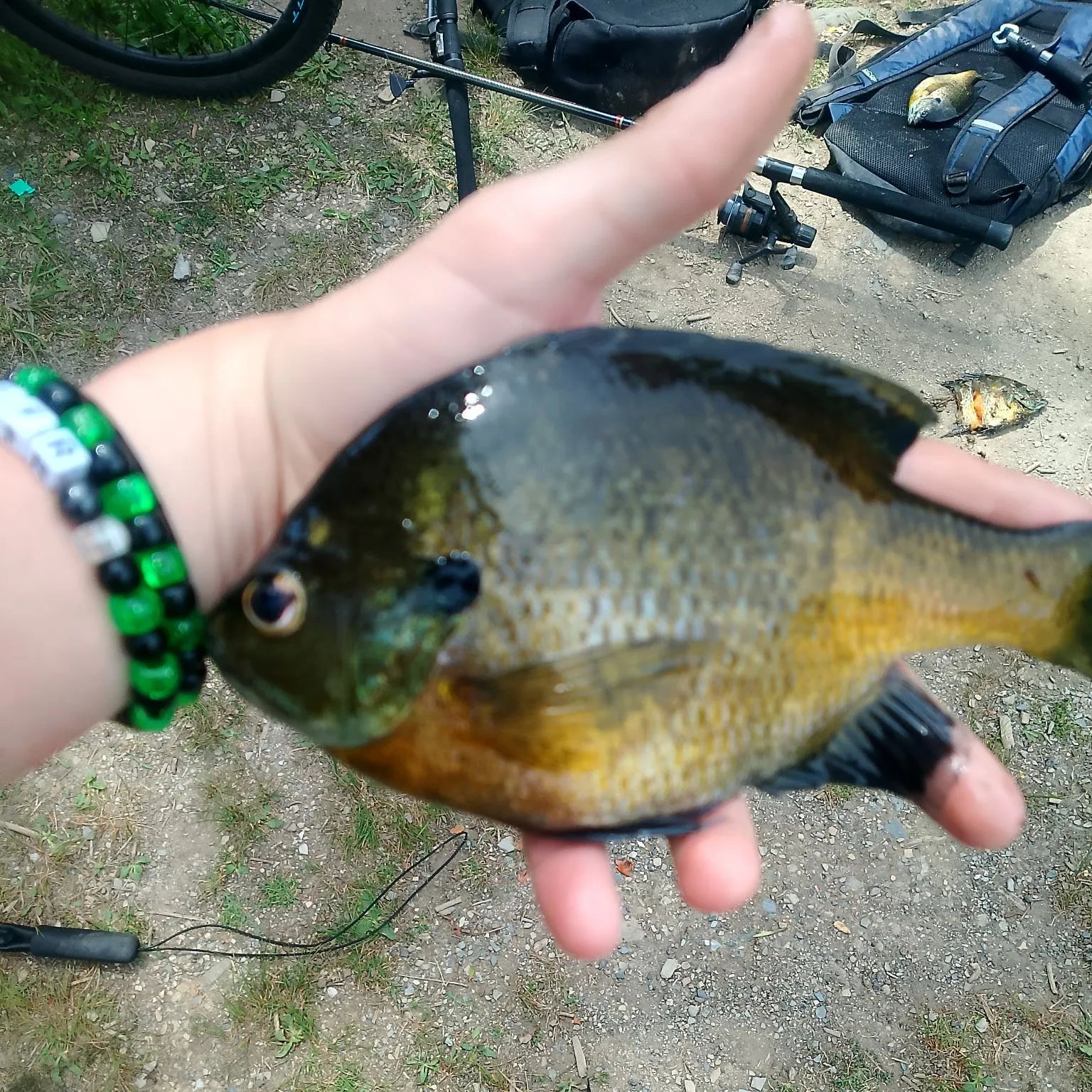 The most recent Orangespotted sunfish catches on Fishbrain