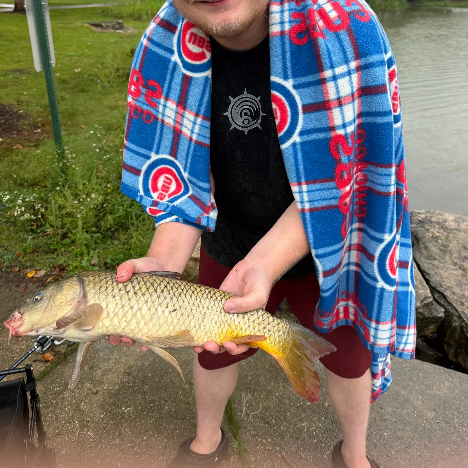 Common carp caught on Fishbrain