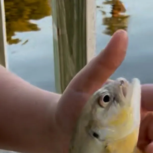 The most recent Crevalle jack catches on Fishbrain