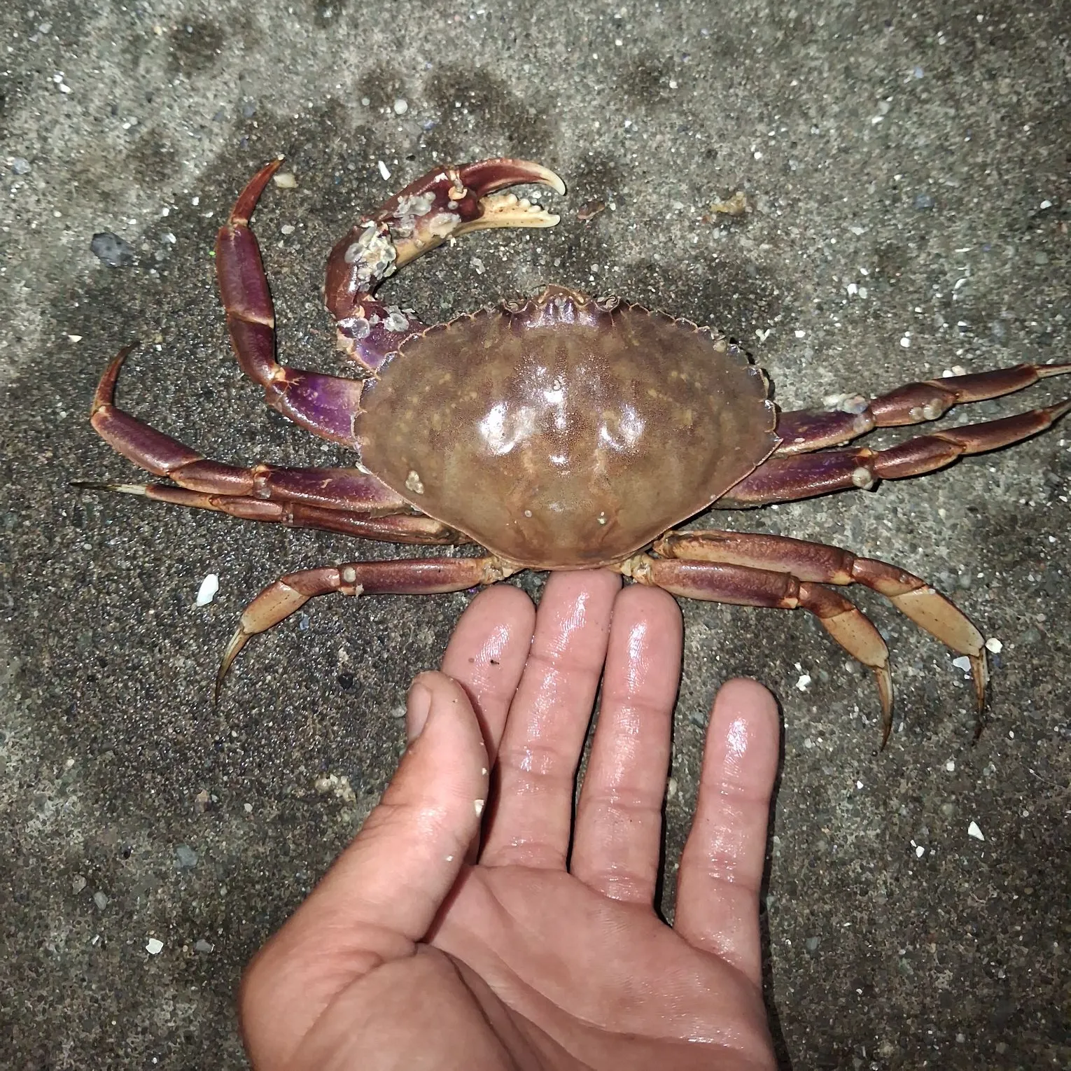 The most recent Graceful rock crab catches on Fishbrain