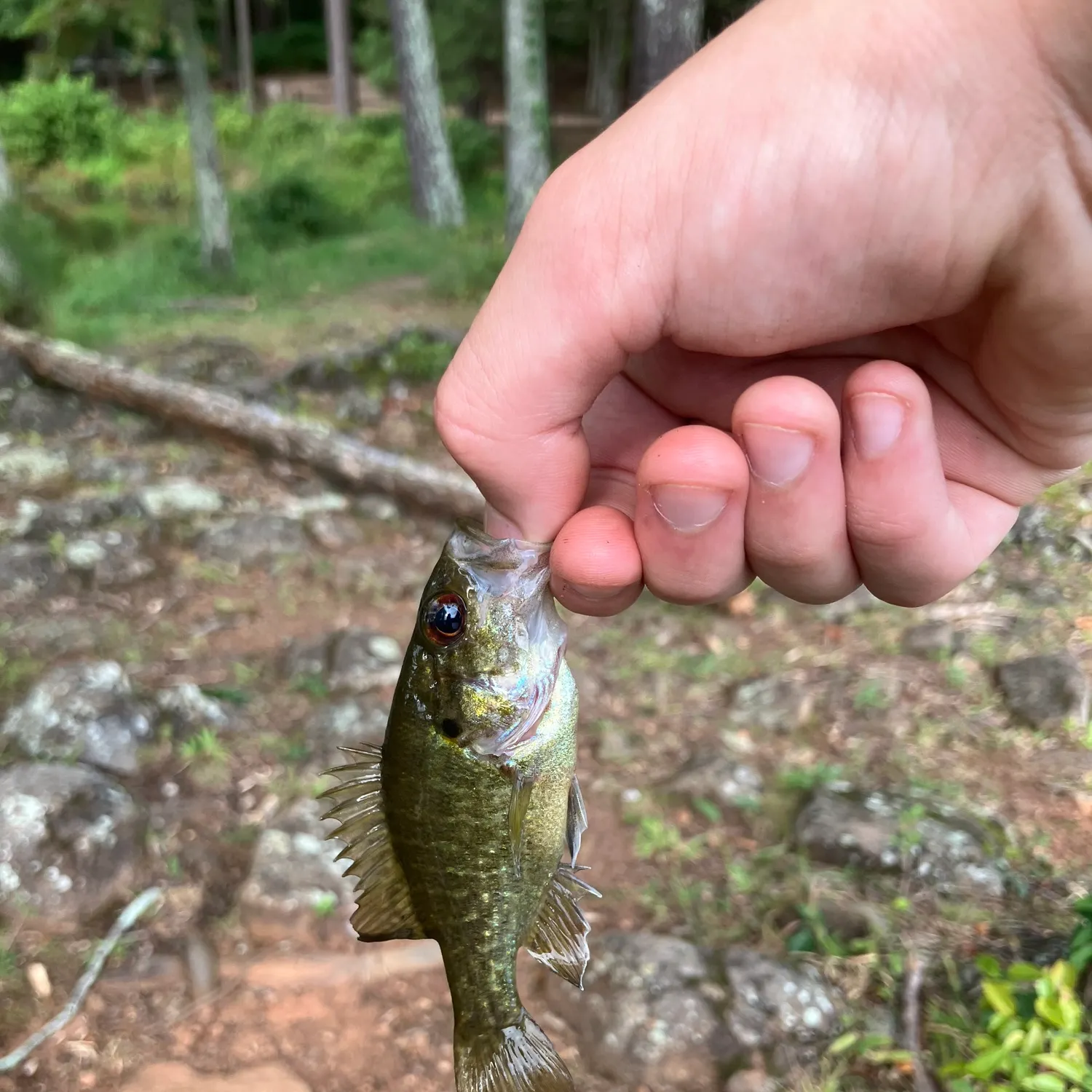 Rock bass caught on Fishbrain