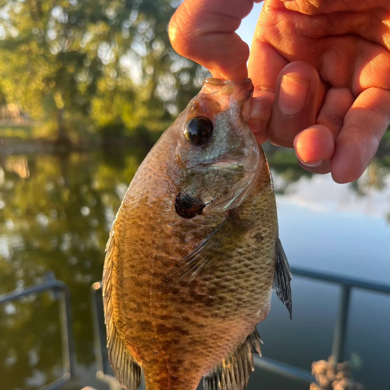 Bluegill caught on Fishbrain