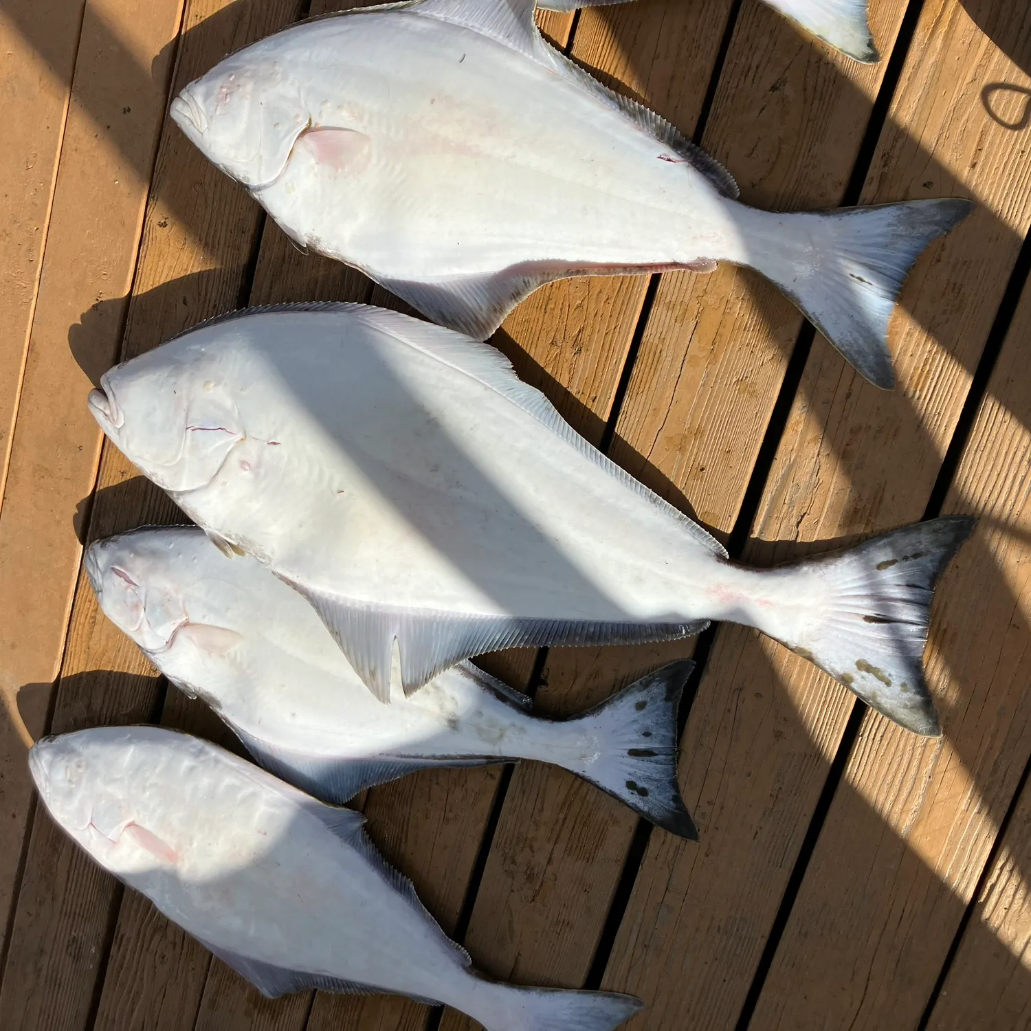 The most recent Pacific halibut catches on Fishbrain