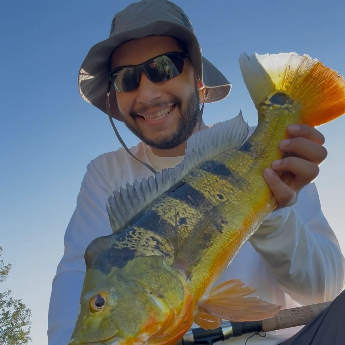 The most recent Butterfly peacock bass catches on Fishbrain