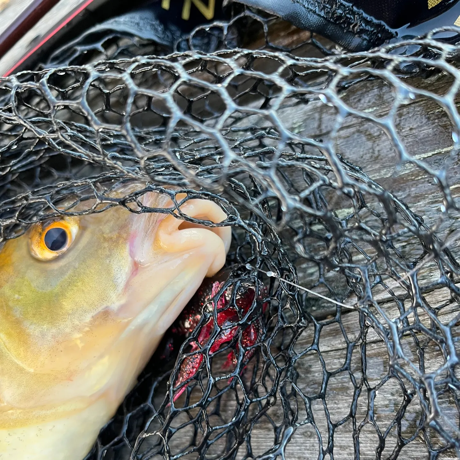 The most recent Common bream catches on Fishbrain