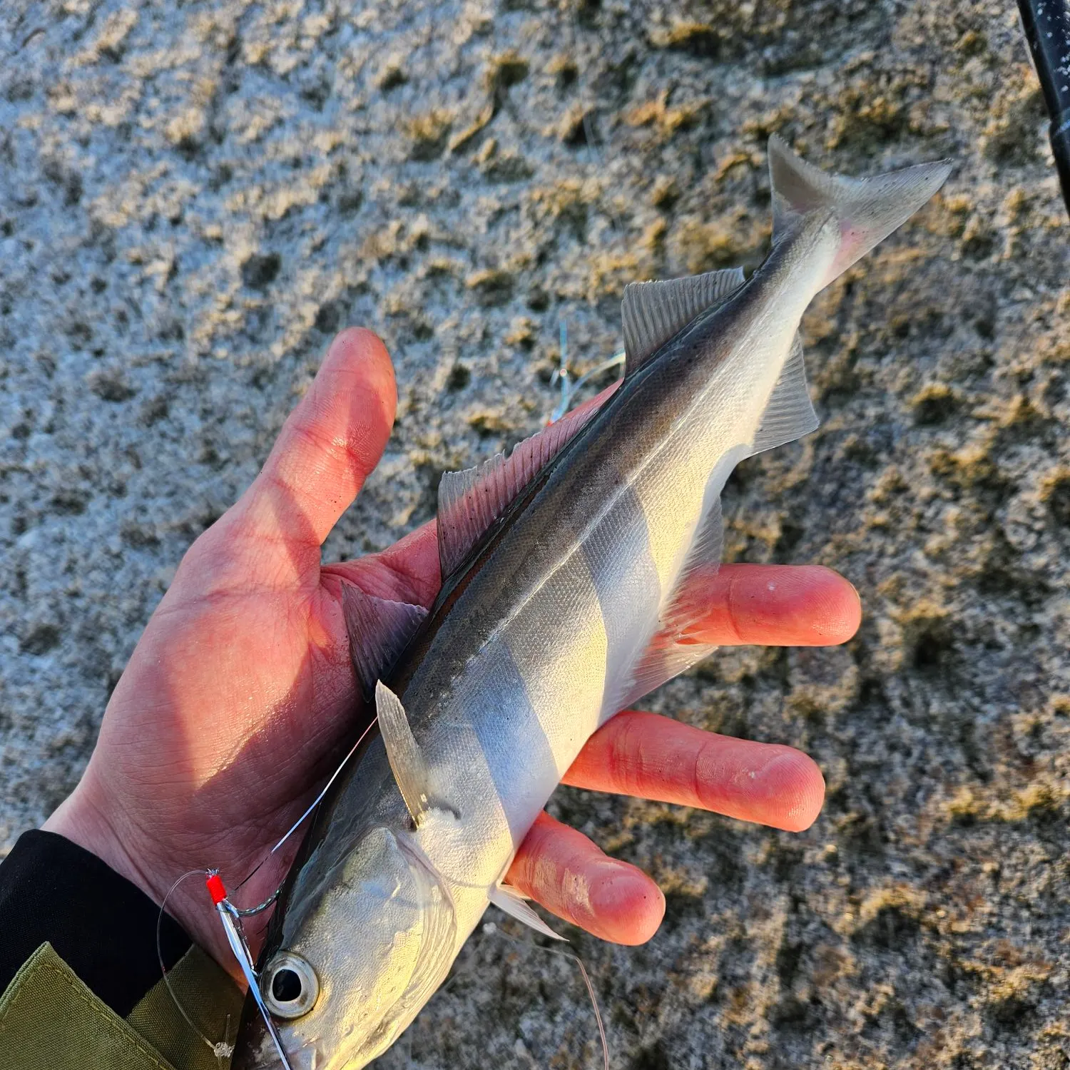 The most recent Atlantic pollock catches on Fishbrain