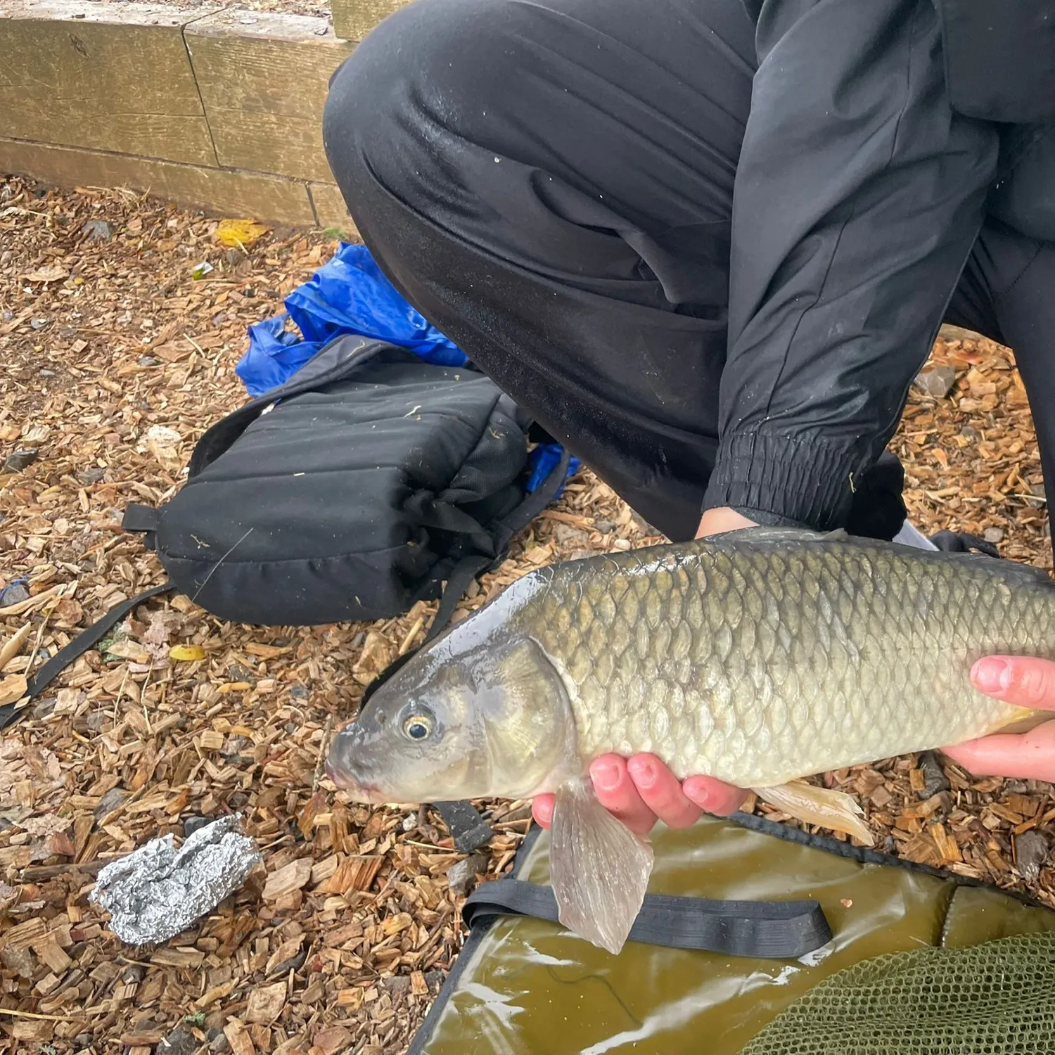 Common carp caught on Fishbrain