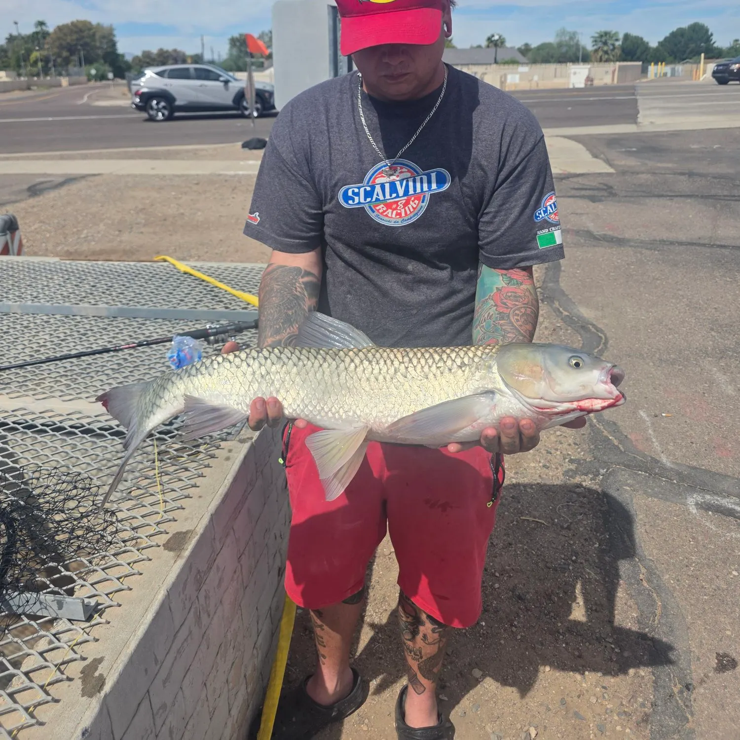 Grass carp caught on Fishbrain