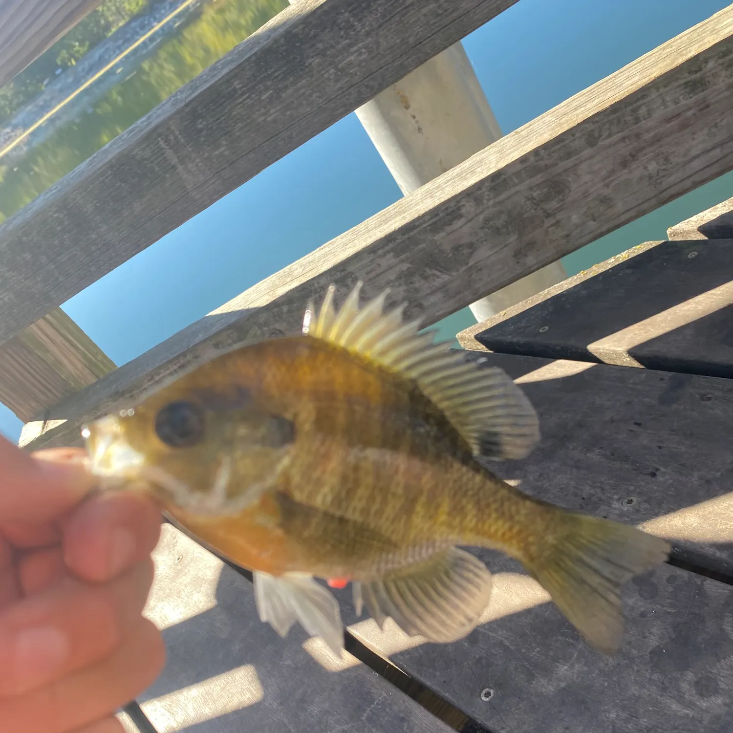 Bluegill caught on Fishbrain