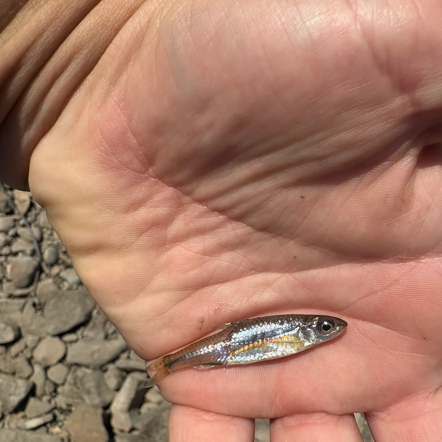 The most recent Sand shiner catches on Fishbrain