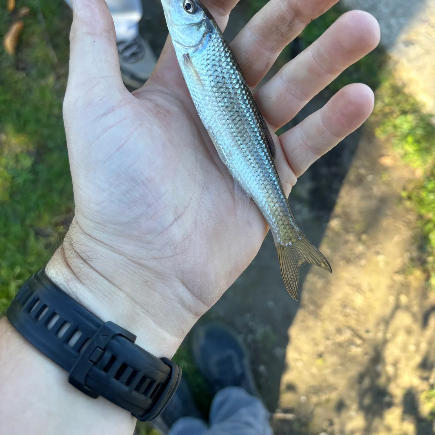 Fallfish caught on Fishbrain