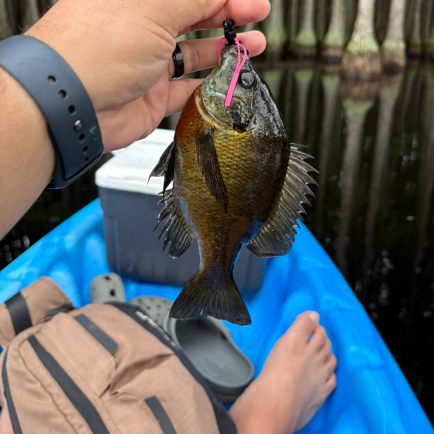Bluegill caught on Fishbrain