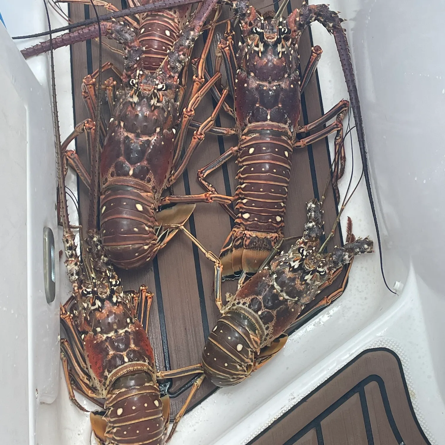 The most recent Spotted spiny lobster catches on Fishbrain