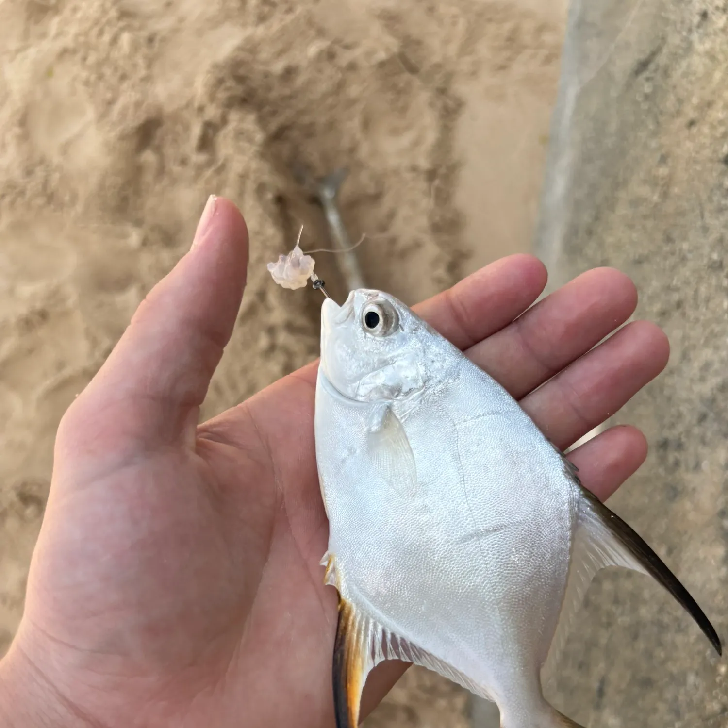 The most recent Palometa catches on Fishbrain