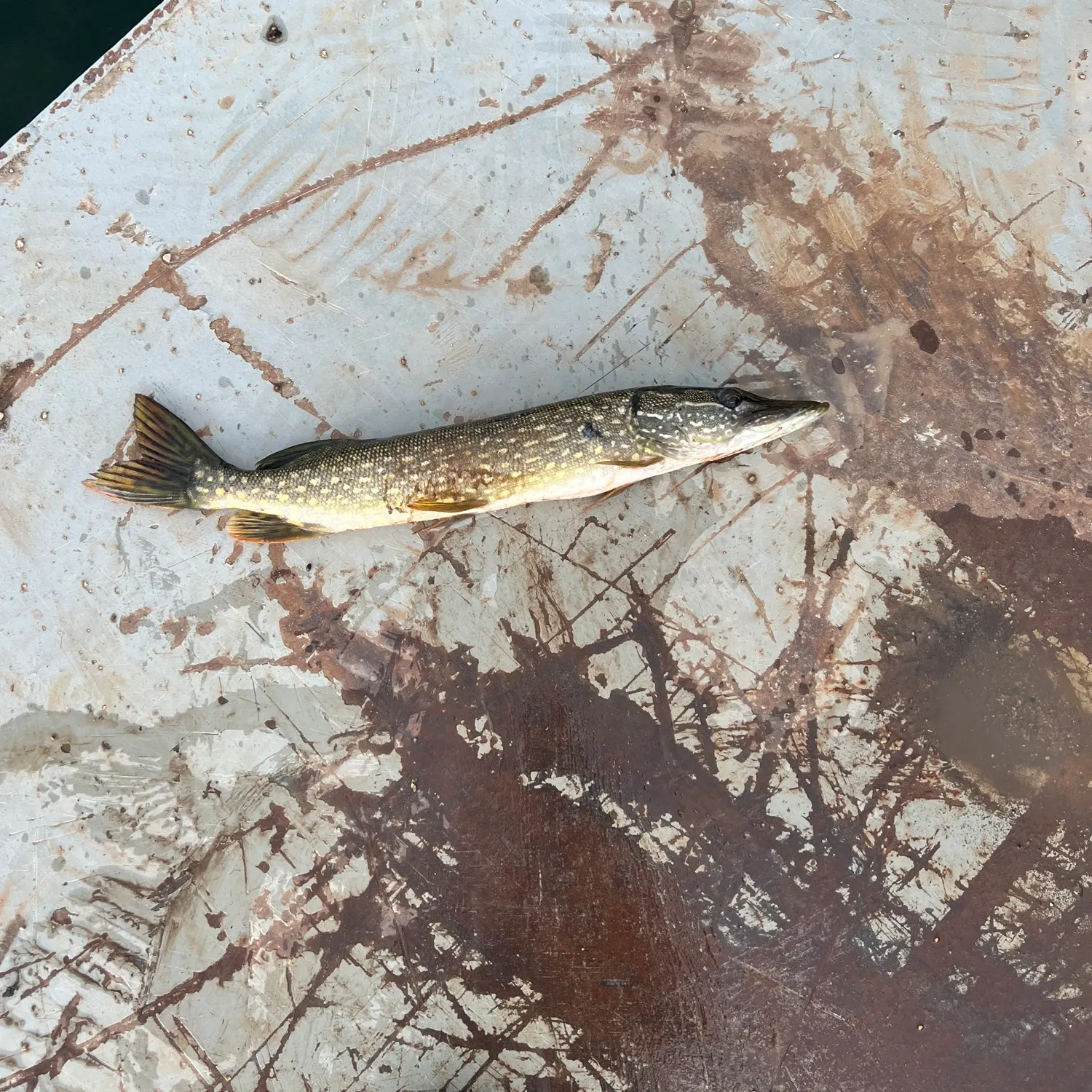Northern pike caught on Fishbrain