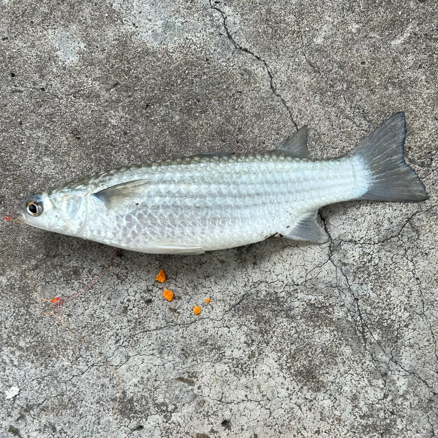 The most recent Greenback mullet catches on Fishbrain
