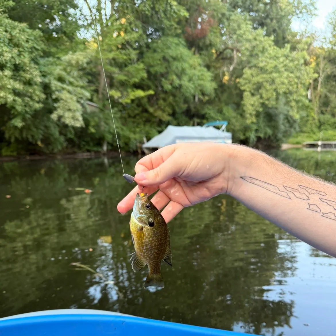 Bluegill caught on Fishbrain