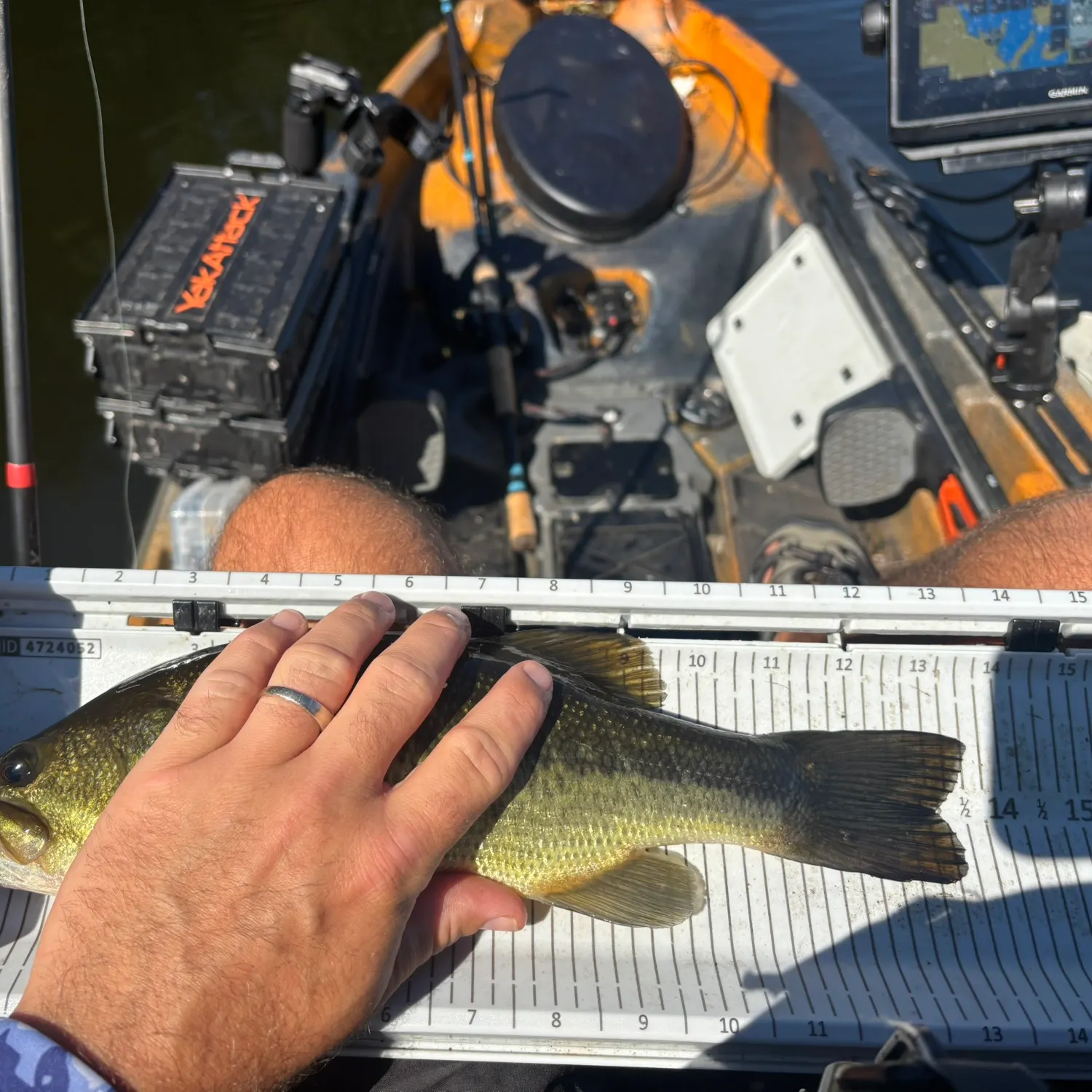 Largemouth bass caught on Fishbrain
