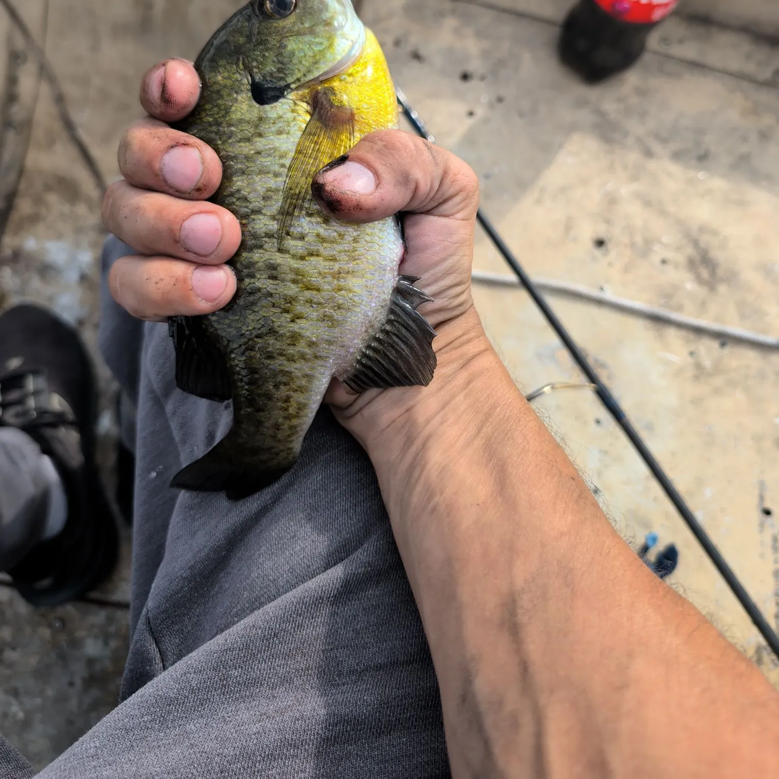 Bluegill caught on Fishbrain