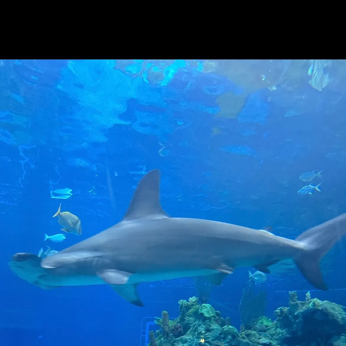 The most recent Smooth hammerhead shark catches on Fishbrain