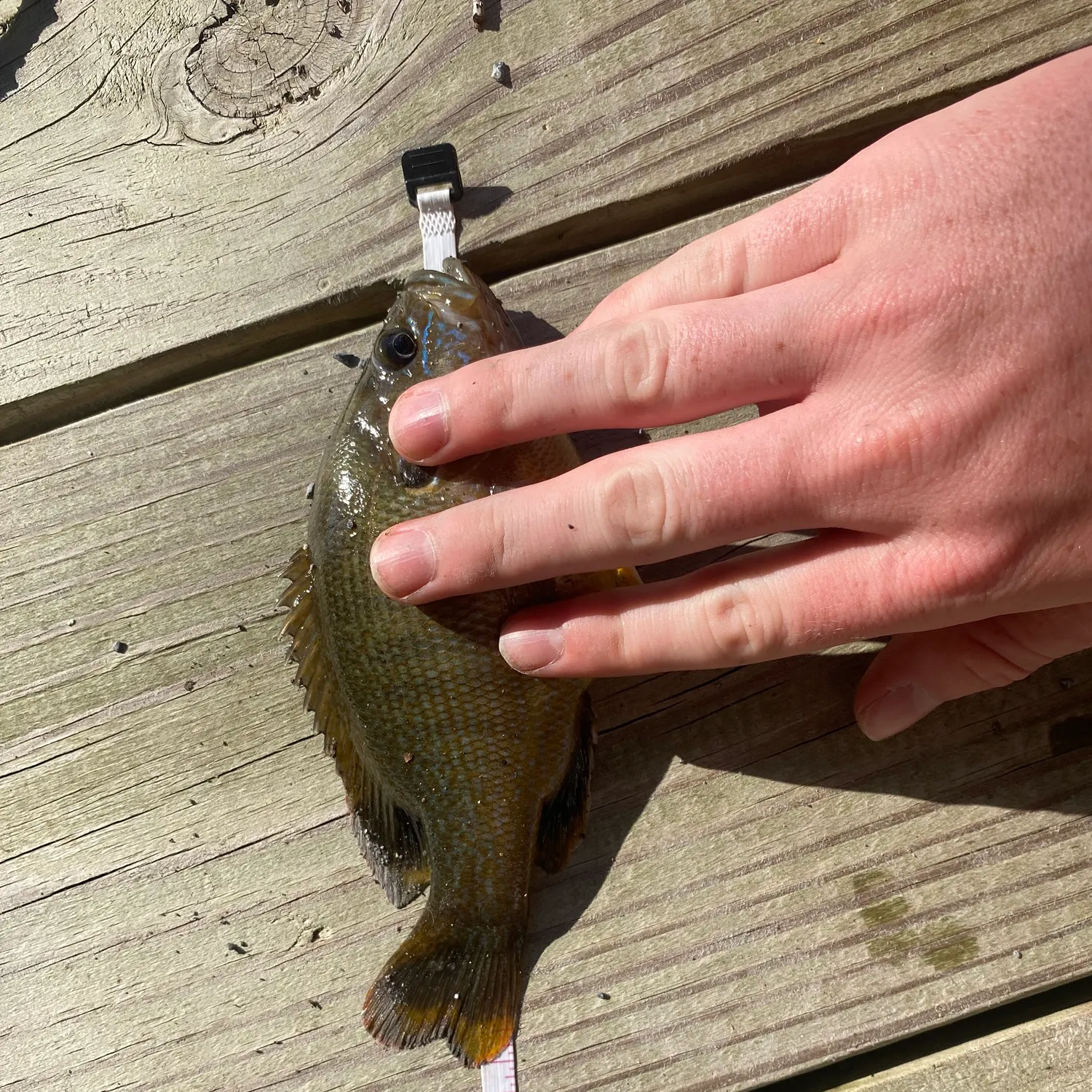 Green sunfish caught on Fishbrain
