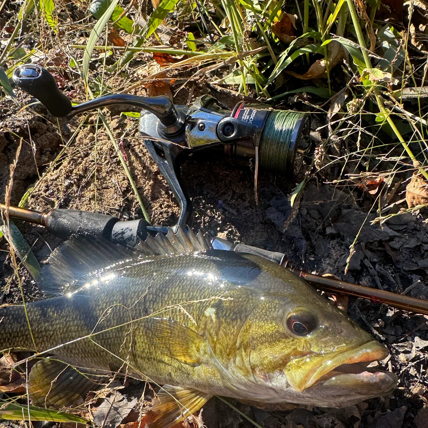 Smallmouth bass caught on Fishbrain