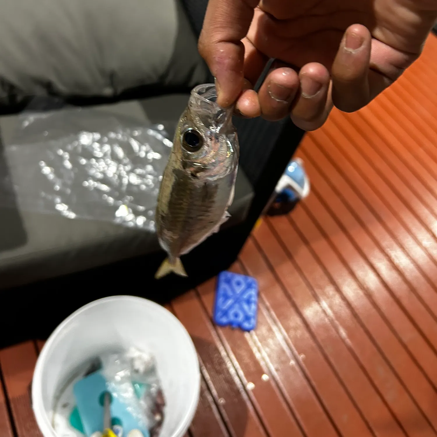 The most recent Bigeye scad catches on Fishbrain