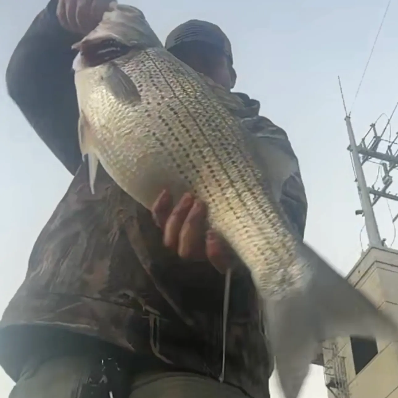 The most recent Hybrid striped bass catches on Fishbrain