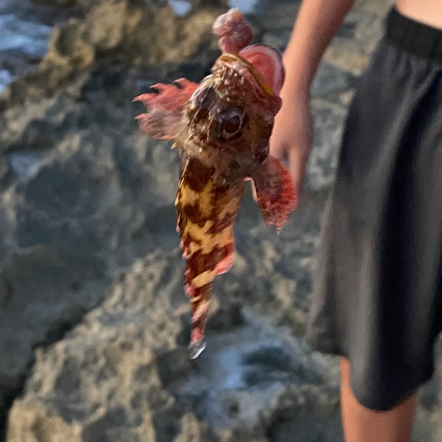 most liked catch image