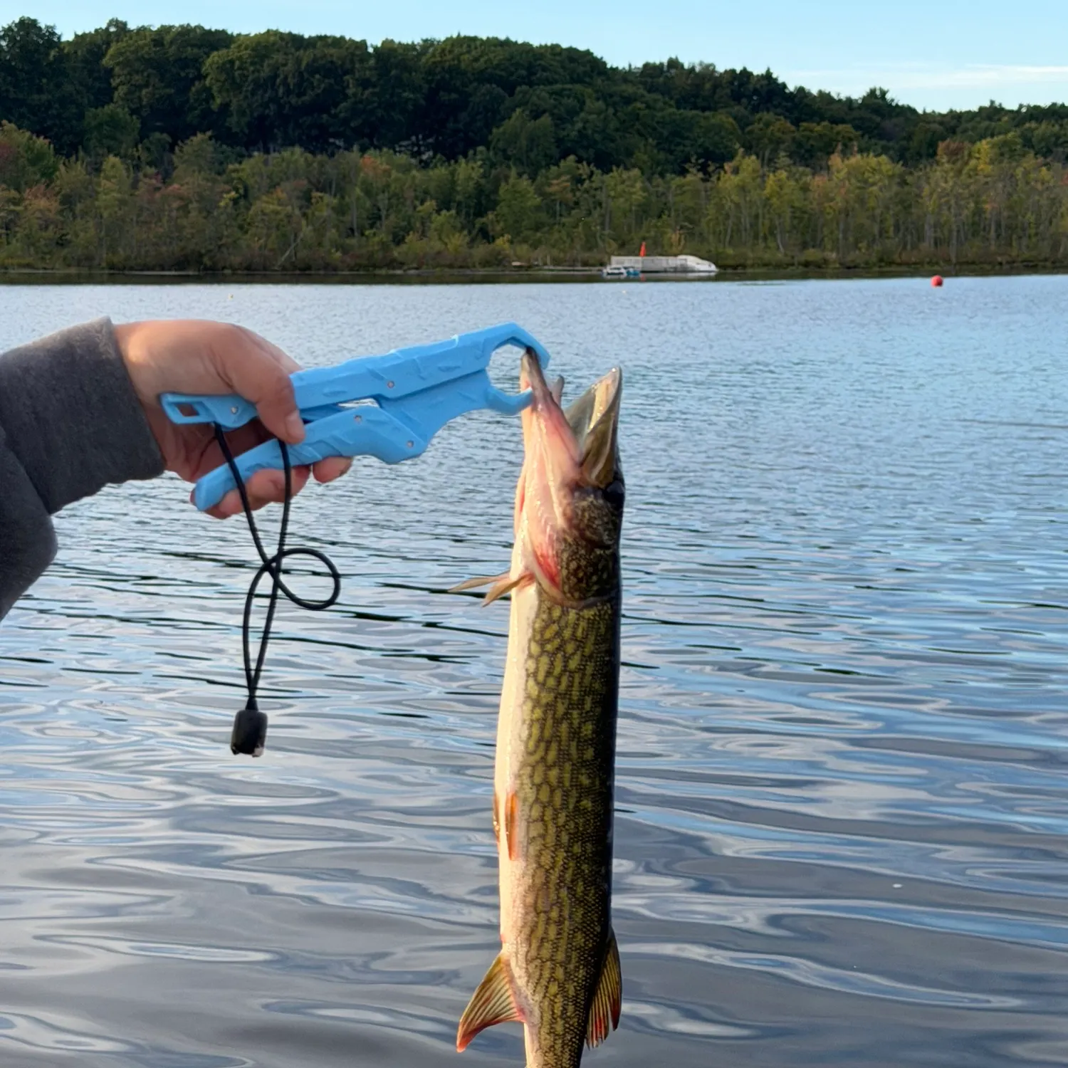 Chain pickerel caught on Fishbrain