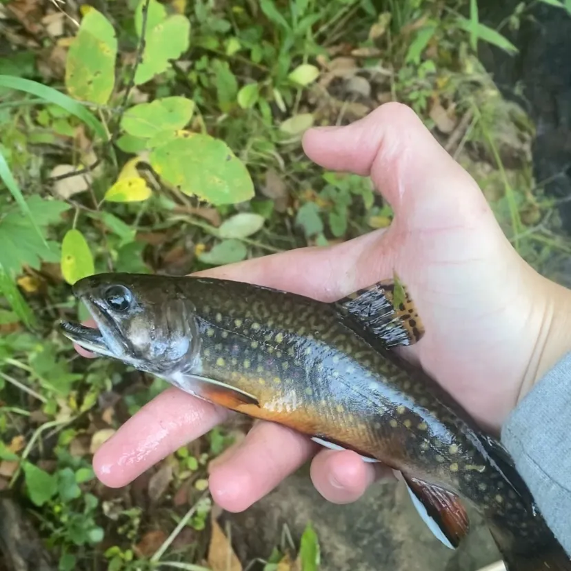 The most recent Brook trout catches on Fishbrain