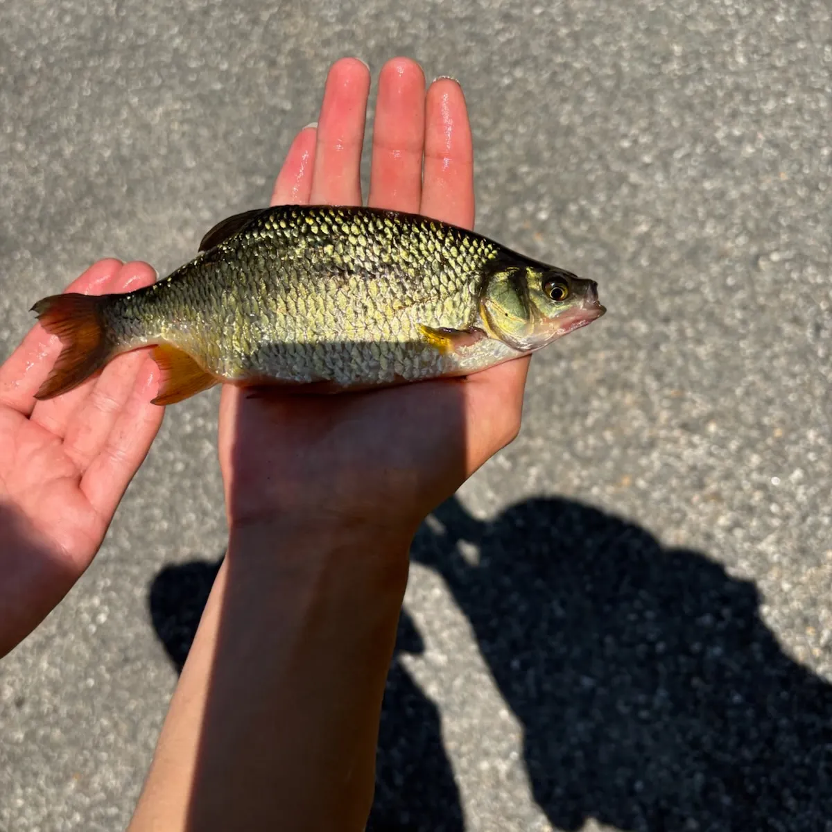 The most recent Golden shiner catches on Fishbrain