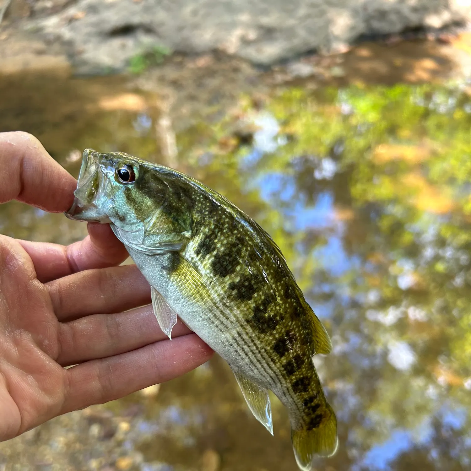 Tallapoosa bass caught on Fishbrain